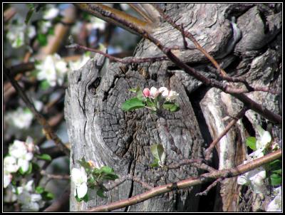 12-04appletreeblossom.jpg