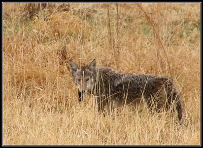 12-04-huntingcoyote.jpg