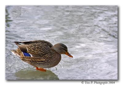 Sitting on ice ...