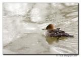 Duck and Ice ...