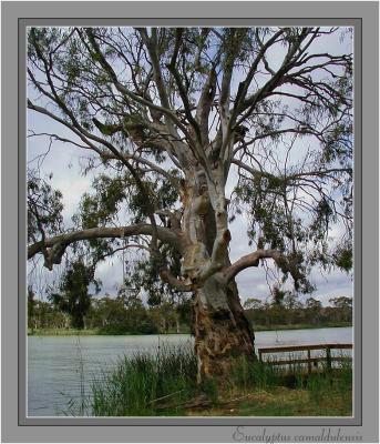 River red gum