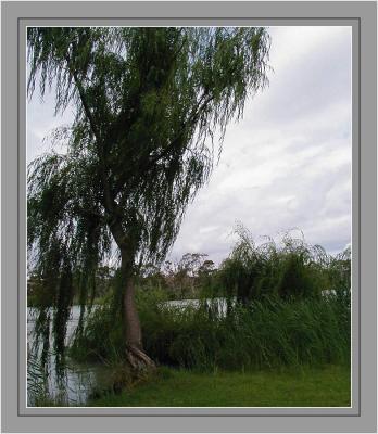 Willows  & reeds