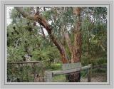 Ironbark by front gate