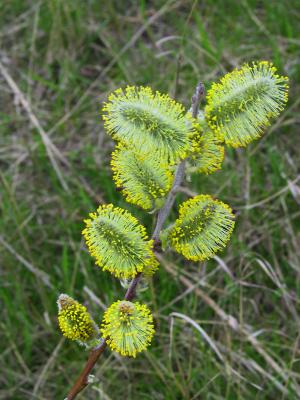 Pussy Willow Flowers