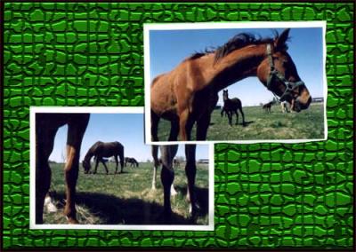 Horse Latitudes Portfolio 1999