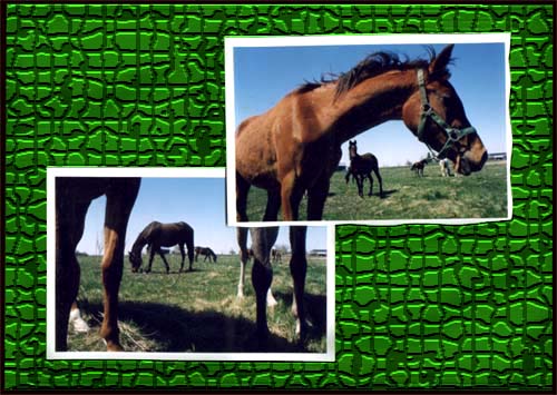 Horse Latitudes Portfolio 1999