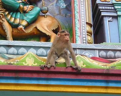 Temple Monkey