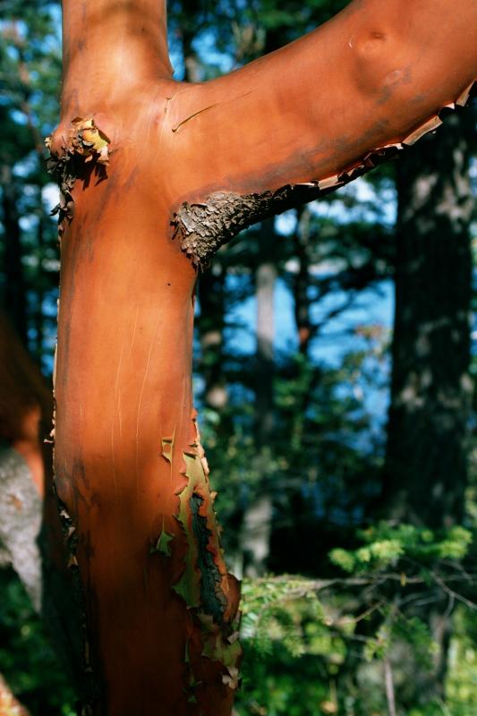 Cypress Head - evening light