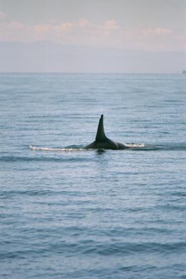 Orca