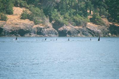 Orcas
