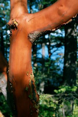 Cypress Head - evening light