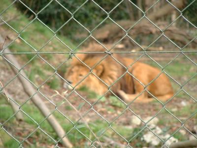 Pictures Taken from Caitríona's first visit to Dublin Zoo