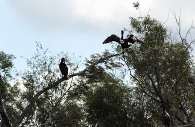 three double crested cormorants