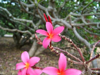 Pink Plumeria Flowering Tree