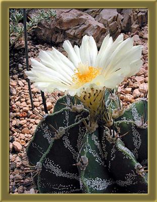 cactusbloom.jpg