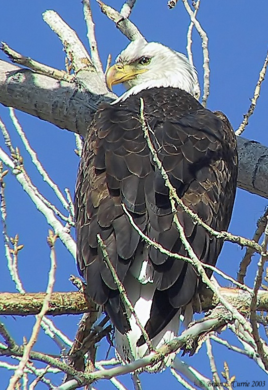Bald Eagle B-300 -- 100 125-2594 pbase 1-20-03.JPG