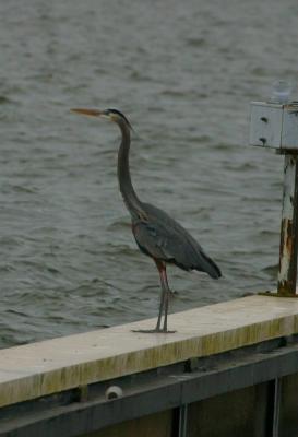 GREAT BLUE HERON III