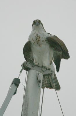 OSPREY I