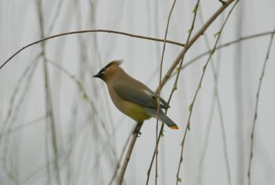 Cedar Waxwing II