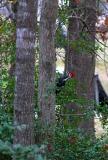 PILEATED WOODPECKER