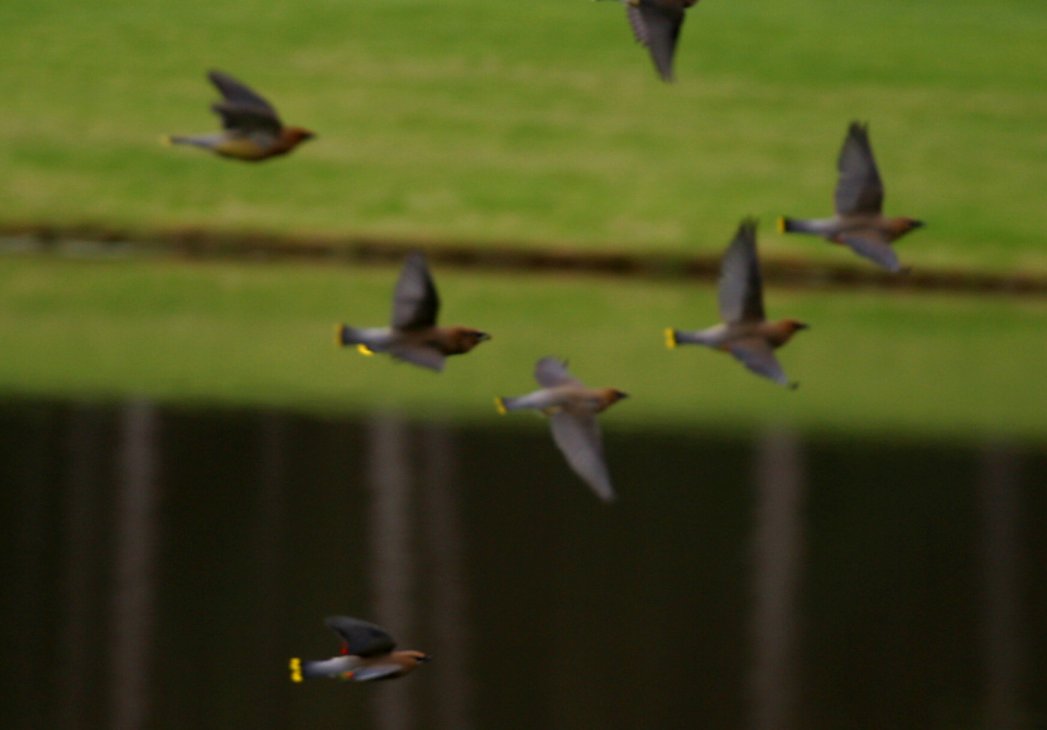 Cedar Waxwings Take Flight