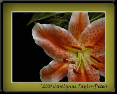 u9/bklyncmt/medium/13897711.Gallery008.jpg