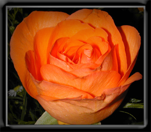  Peach colored rose