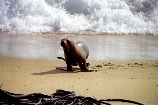 Young seal climbs out of the Pacific, Vina del Mar