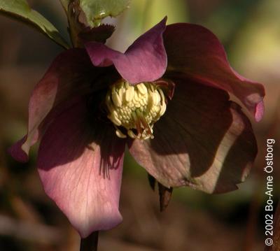 Helleborus sp.