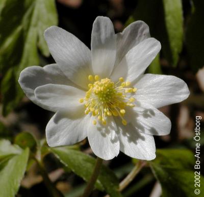Anemone nemorosa - with many petals (normal is 5-8)