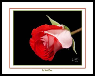 ice red rose framed.jpg
