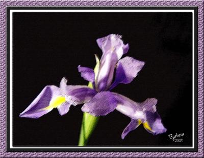 dutch iris rough pastel framed.jpg