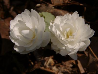 Sanguinaria canadensis (Bloodroot) - double form