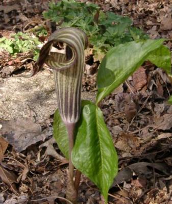 Arisaema triphyllum (Jack in the pulpit)