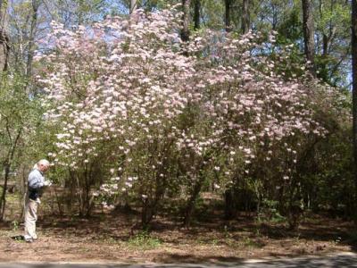 One of  the many Galle monuments along the roads and trails at Callaway Gardens - Rhododendron canescens.