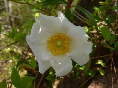 Rosa laevigata (Cherokee Rose) - Georgia state flower - thorny vine to 20'