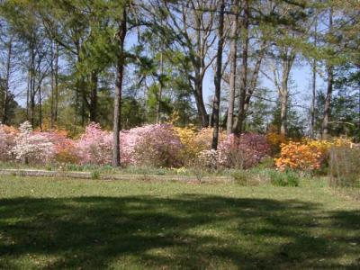 deciduous azaleas