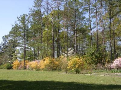 deciduous azaleas