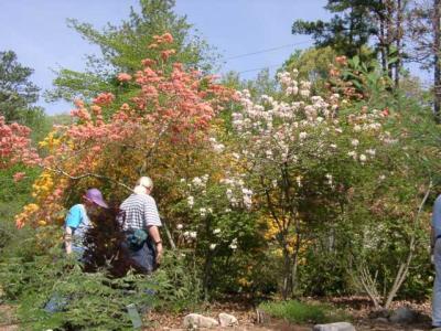 R. austrinum, R. flammeum, R. canescens, Diane Hayes, John Brown