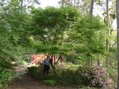 Acer palmatum 'Seiryu', John Brown