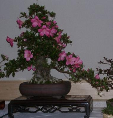 one of many Hubert Jones' bonsai