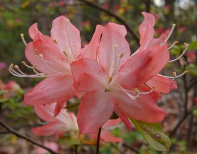 rhododendrons...