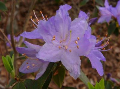 lepidote rhododendrons...