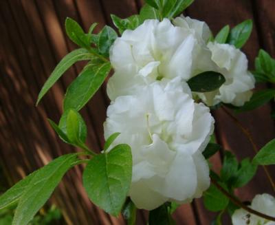 R. 'Kehr's White Rosebud'