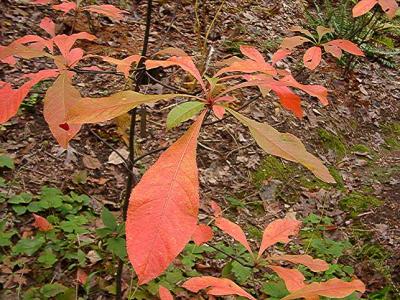 Franklinia altamaha