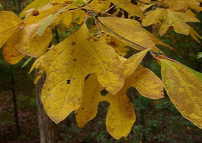 Sassafras albidum