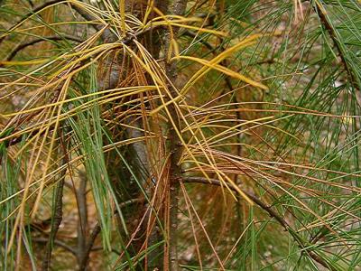 Pinus strobus (White Pine)