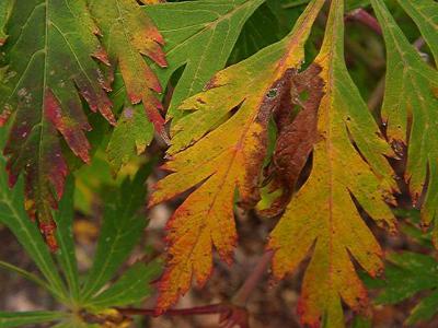 Acer palmatum 'Aconitifolium'