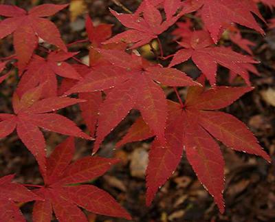 Acer palmatum 'Boskoop Glory'