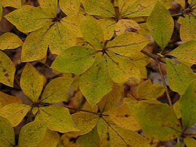 Enkianthus perulatus